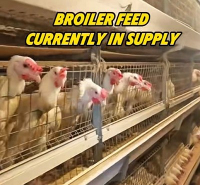 Broiler feed o‘z o‘z o‘z o‘z o‘z o‘z